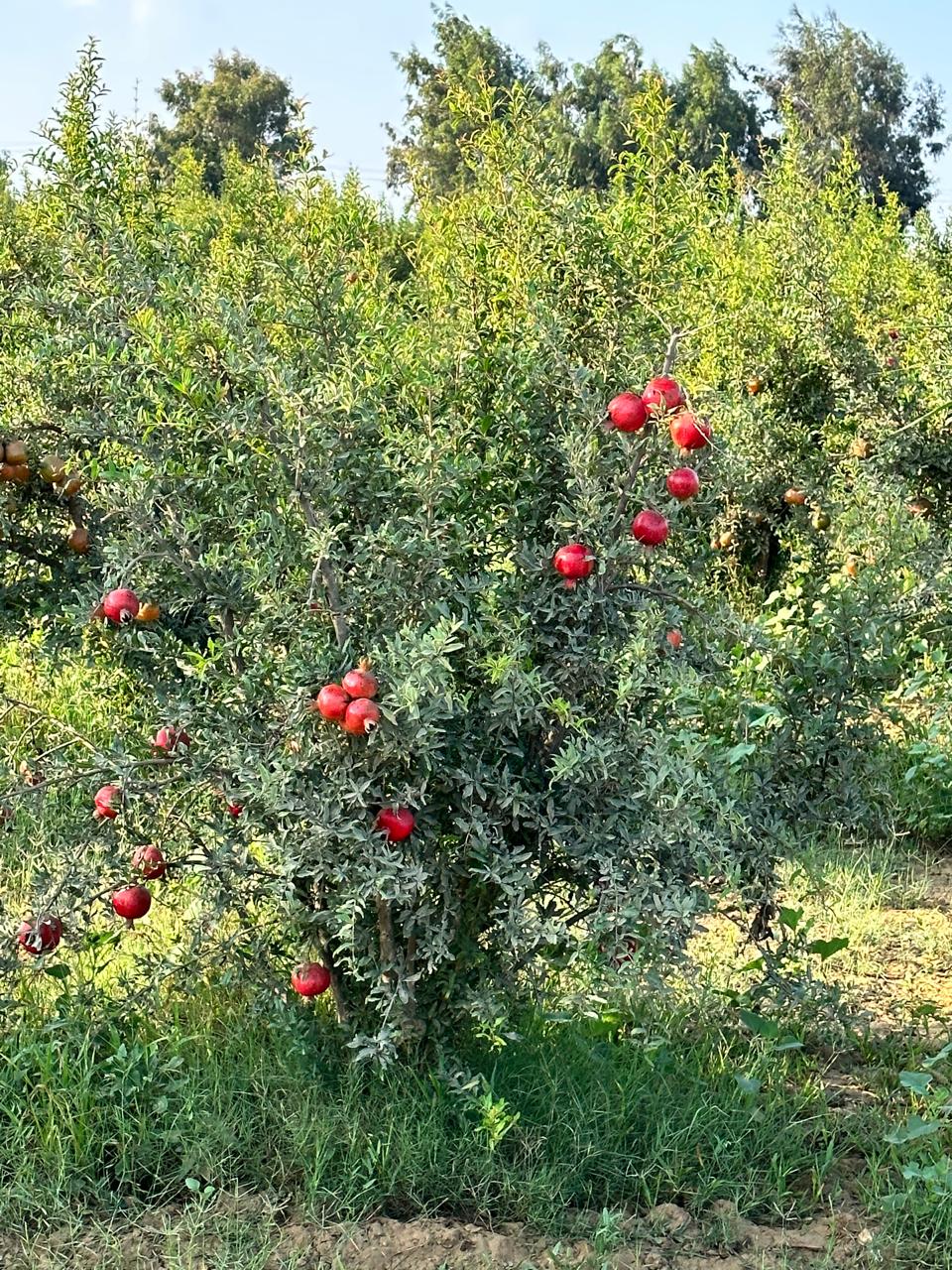 Pomegranates