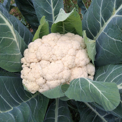 Cauliflower